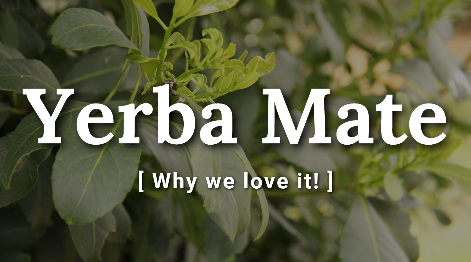 Choosing Your First Yerba Mate to Try - Yerba Crew