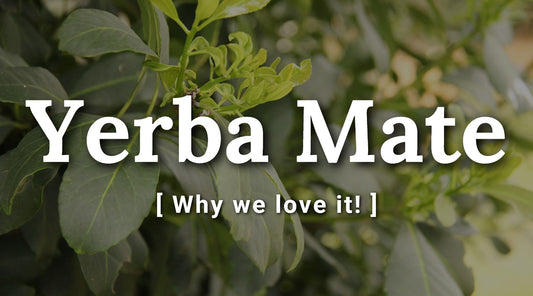 Yerba Mate: The South American Ingredient You Need to Try in Your Tea!
